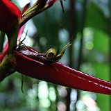 Costa Rica20150406-1846-1172